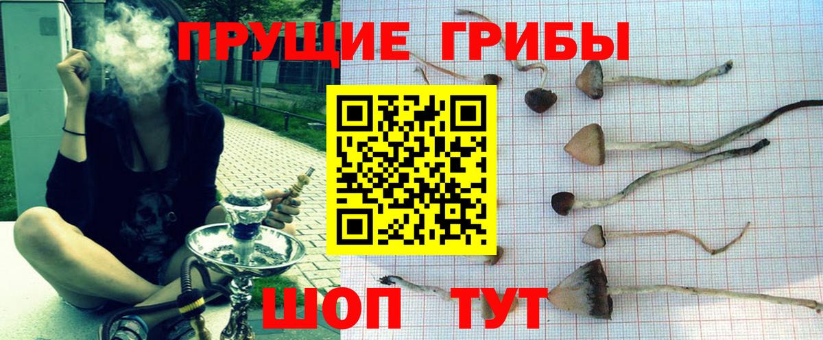 Псилоцибиновые грибы Psilocybe  Вход с VPN  Ржев 